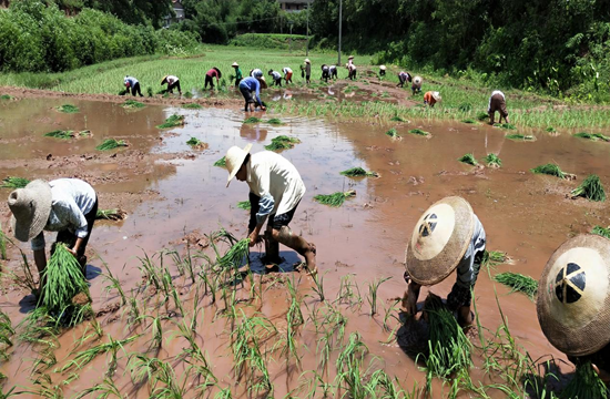 湖南衡阳：屋场恳谈会集思广益“种好田吃好饭”