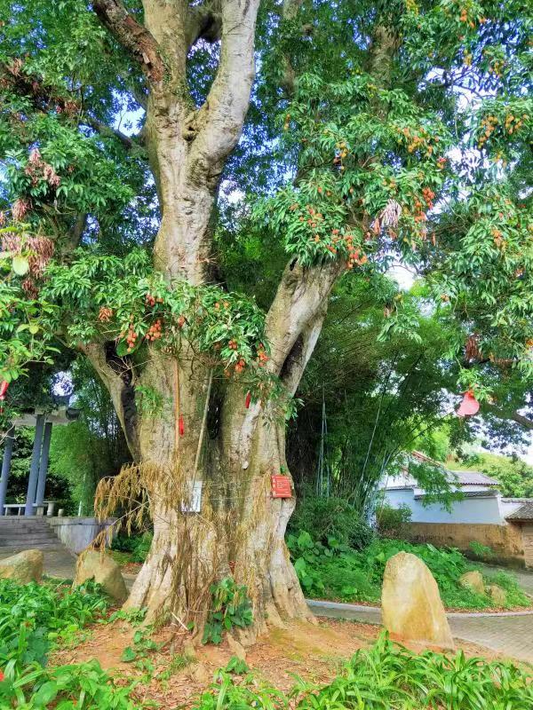 首届萝村古村落千年荔枝文化节：容山脚下 名村望族